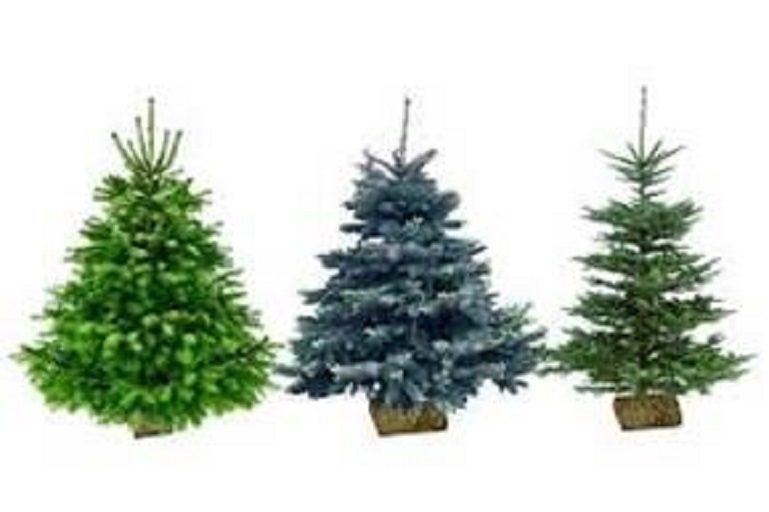 sapin, noel