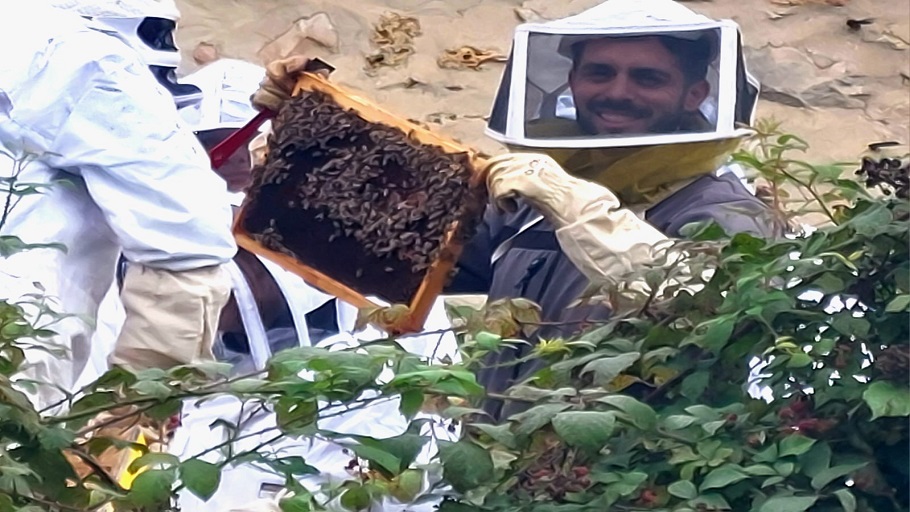 apiculture