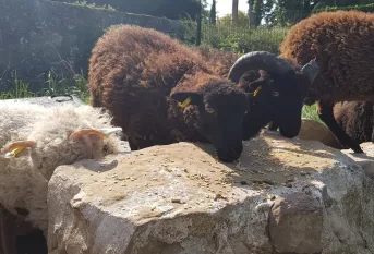 photo du troupeau de moutons qui a rejoint le campus Saint-Antoine