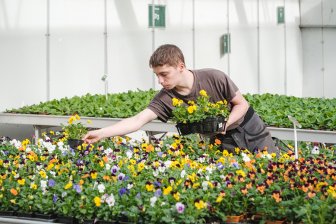 Un jeune en formation horticulture qui travaille dans les serres