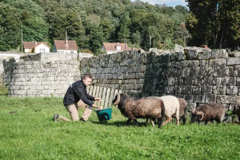 Un jeune en train de nourrir les moutons du campus