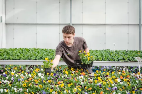Un jeune en formation en train de travailler dans les serres