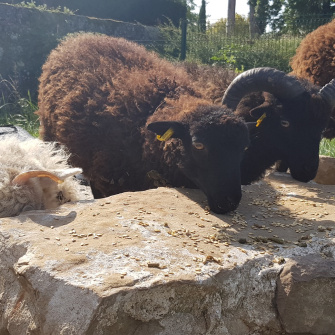 photo du troupeau de moutons qui a rejoint le campus Saint-Antoine