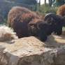 photo du troupeau de moutons qui a rejoint le campus Saint-Antoine